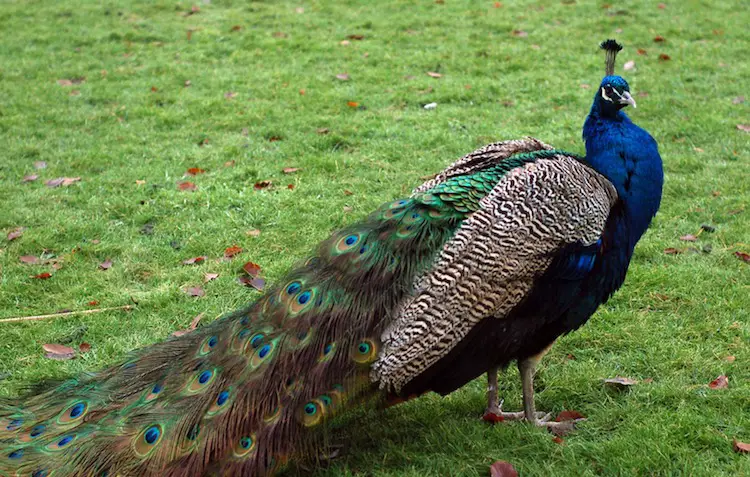peacock information in marathi