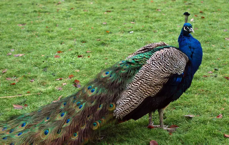 Peacock Information In Marathi Essay Peacock Marathi TV