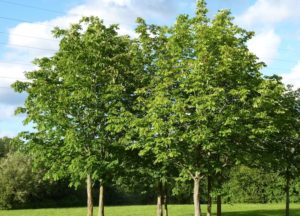 trees are our best friend essay in marathi