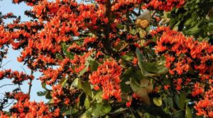 nilgiri tree essay in marathi